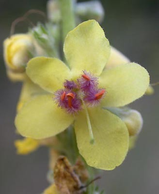 Verbascum nigrum