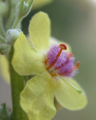 Verbascum nigrum