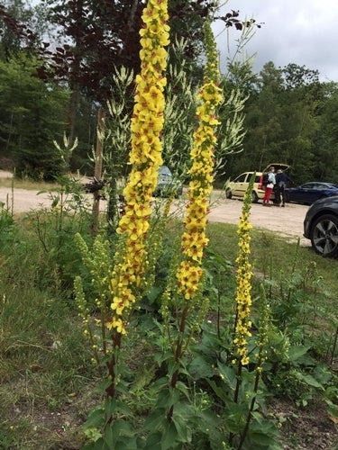Verbascum nigrum