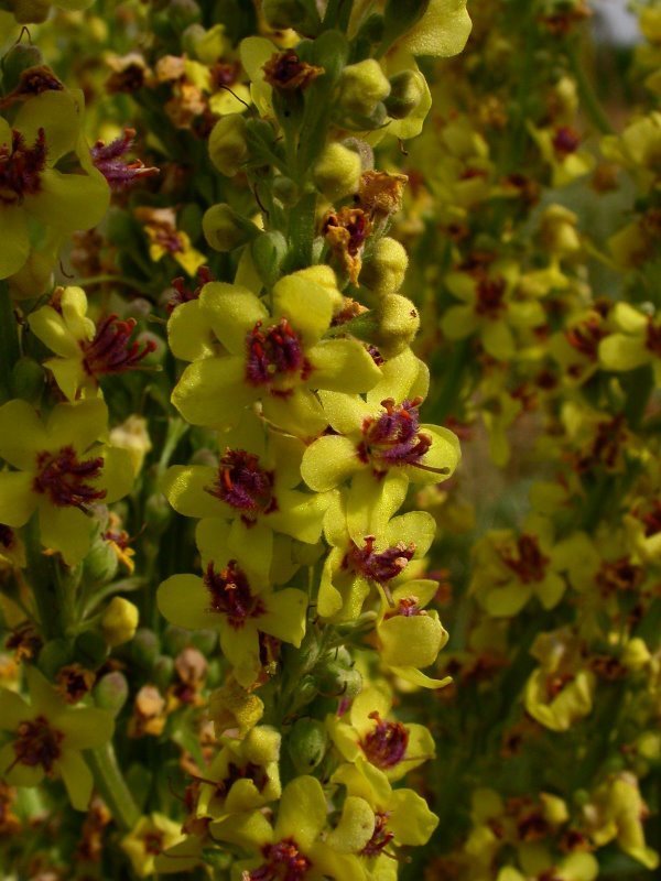 Verbascum nigrum