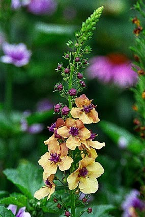 Verbascum nigrum