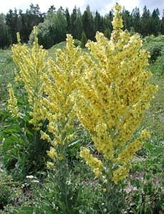 Verbascum olympicum
