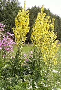Verbascum olympicum