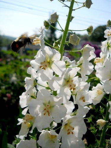 Verbascum phoeniceum 'Flush of White'