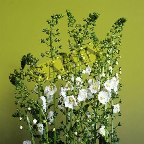 Verbascum phoeniceum 'Flush of White'