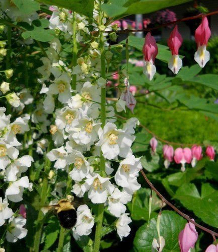 Verbascum phoeniceum 'Flush of White'