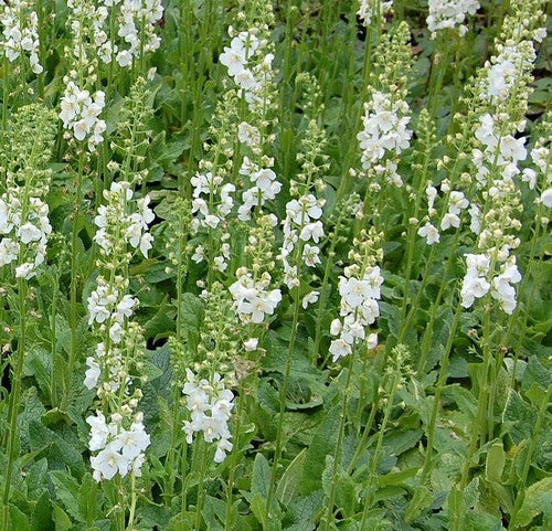 Verbascum phoeniceum 'Flush of White'
