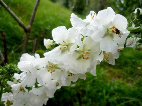 Verbascum phoeniceum 'Flush of White'