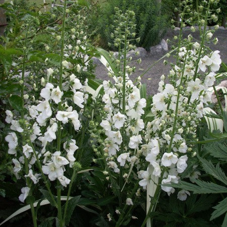 Verbascum phoeniceum 'Flush of White'