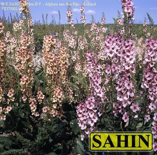 Verbascum phoeniceum 'Mixed'