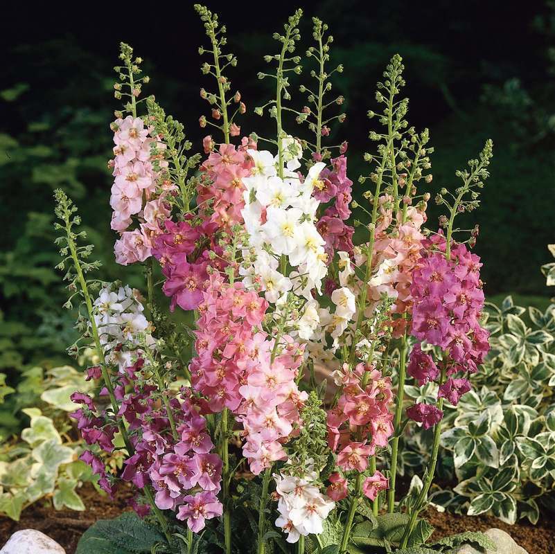 Verbascum phoeniceum 'Mixed'