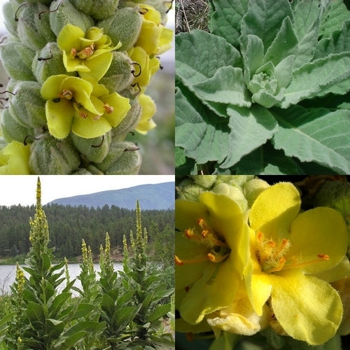 Verbascum thapsus