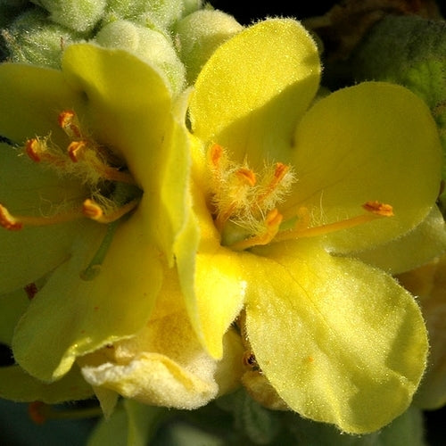Verbascum thapsus