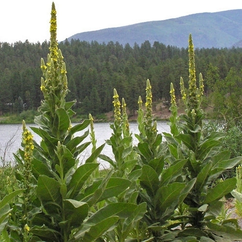 Verbascum thapsus