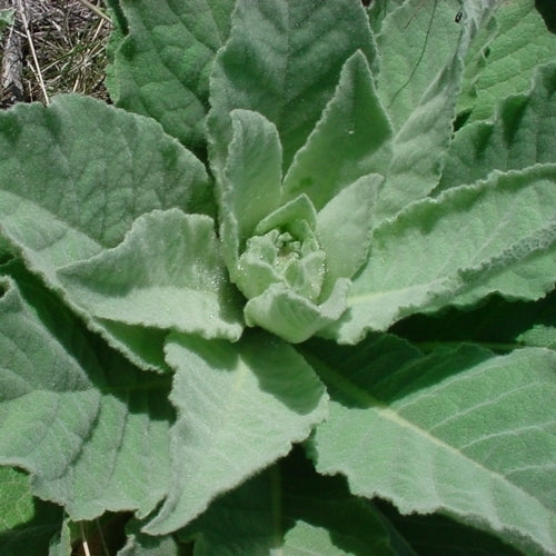 Verbascum thapsus