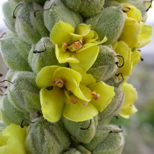 Verbascum thapsus