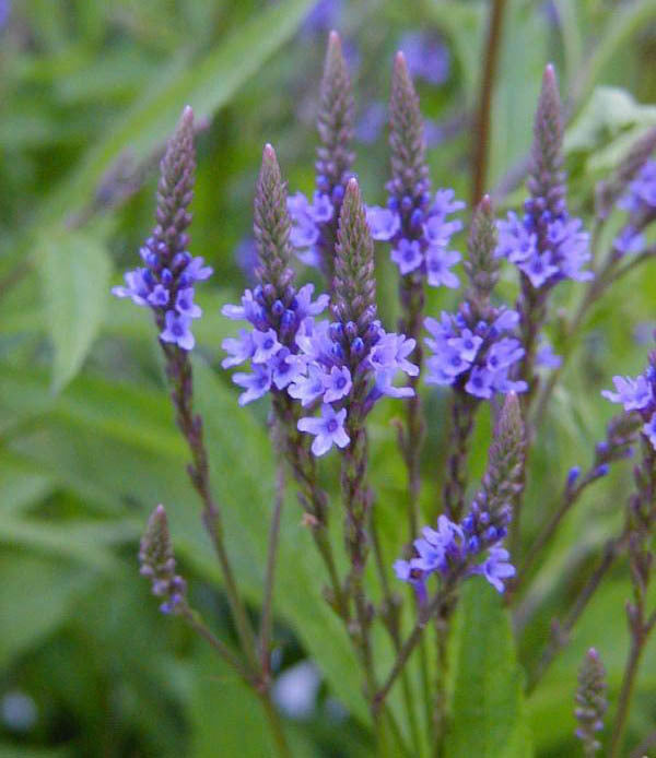 Verbena hastata 'Blue'