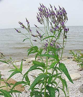 Verbena hastata 'Blue'
