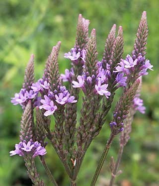 Verbena hastata 'Blue'