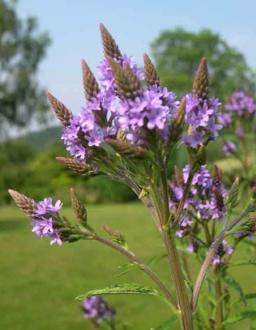 Verbena hastata 'Blue'