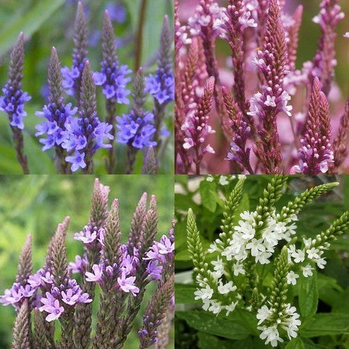 Verbena hastata 'Pink & Blue & White'