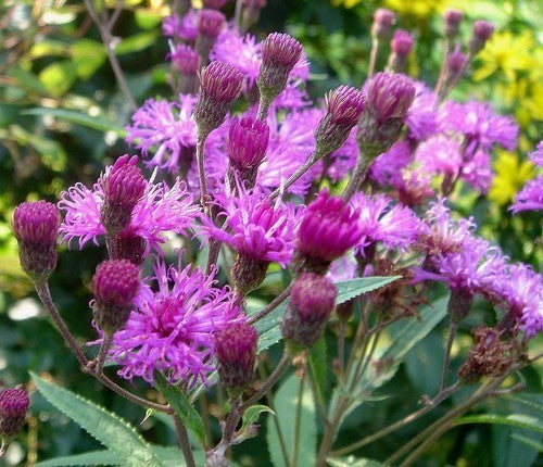 Vernonia faciculata