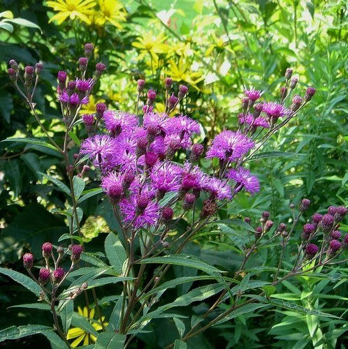 Vernonia faciculata