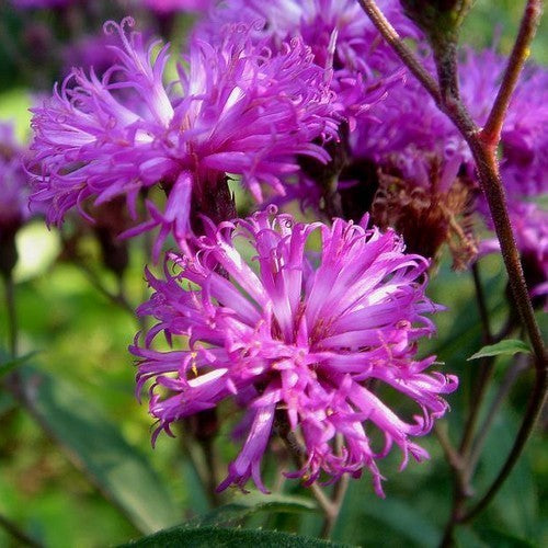 Vernonia faciculata