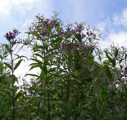 Vernonia faciculata