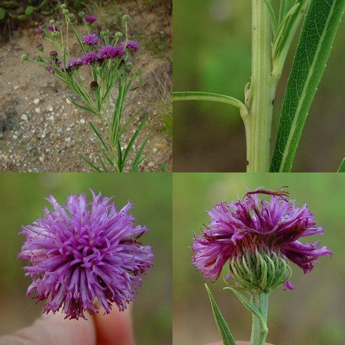 Vernonia faciculata