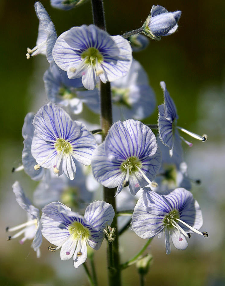 Veronica gentianoïdes