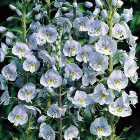 Veronica gentianoïdes