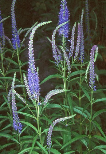 Veronica longifolia 'Blue Shades'