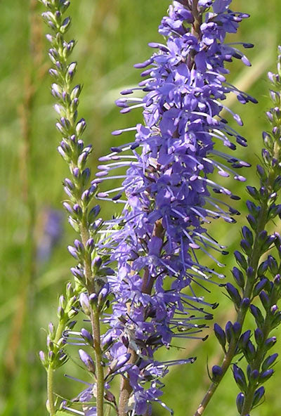 Veronica longifolia 'Blue Shades'