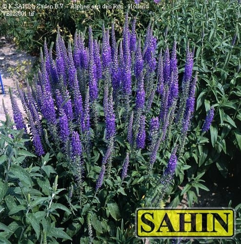 Veronica longifolia 'Blue Shades'