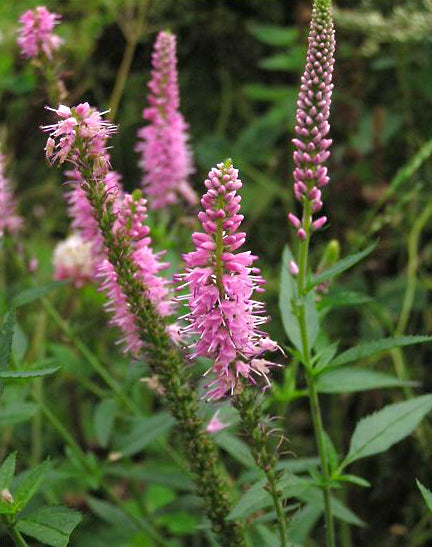 Veronica longifolia 'Pink Shades'