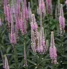 Veronica longifolia 'Pink Shades'