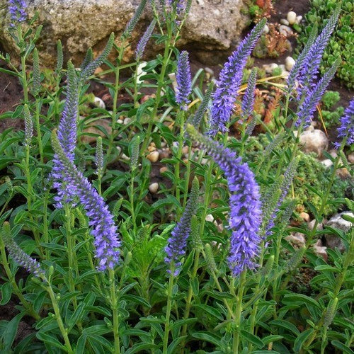 Veronica spicata 'Blue'