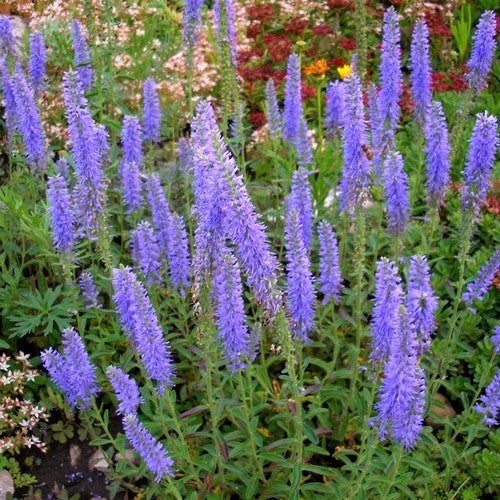 Veronica spicata 'Blue'