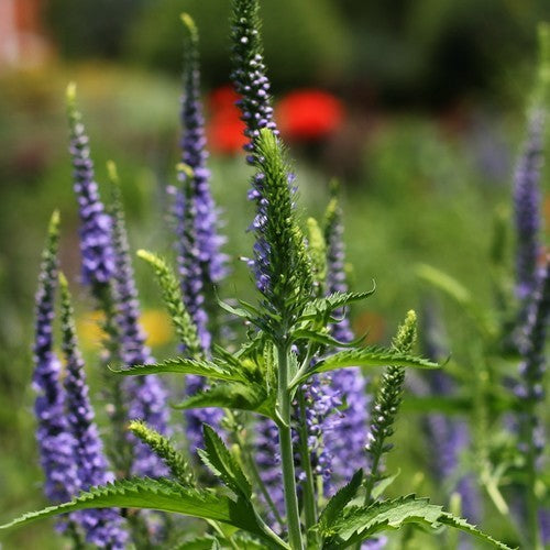 Veronica spicata 'Blue'