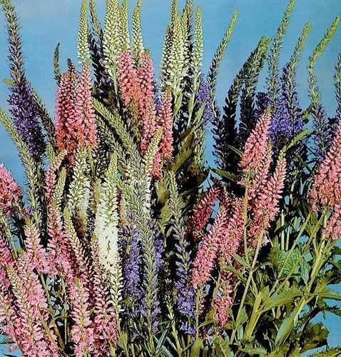 Veronica spicata 'Sightseeing Mixed'