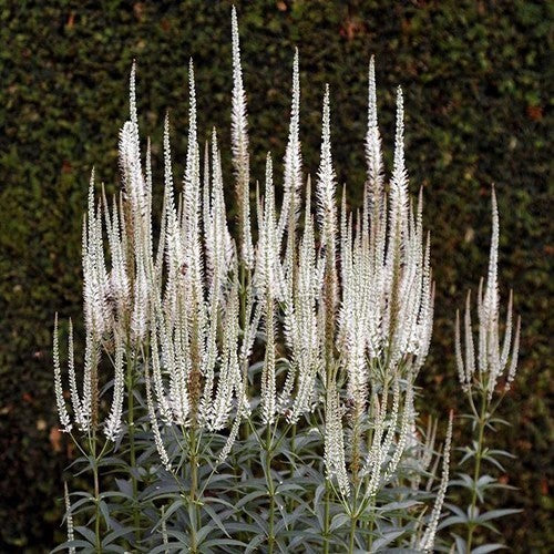 Veronicastrum virginicum 'Album'