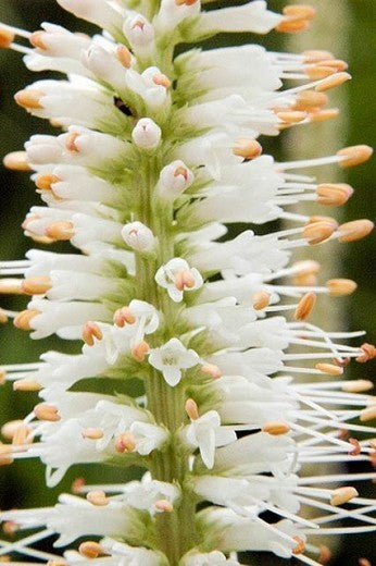 Veronicastrum virginicum 'Album'