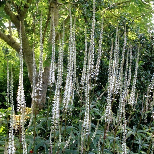 Veronicastrum virginicum 'Album'