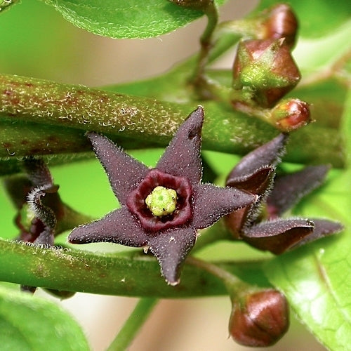 Black swallow-wort