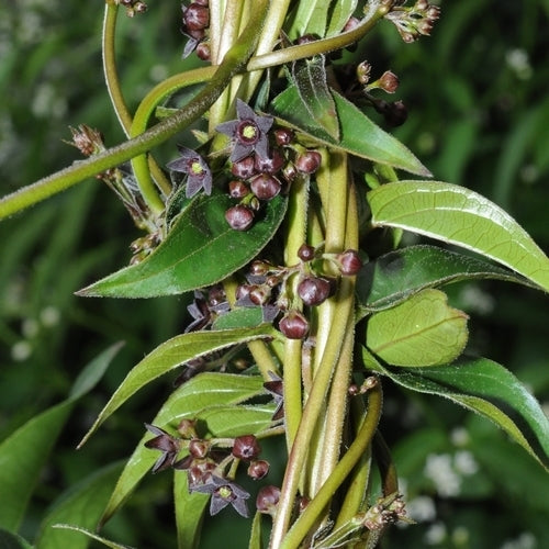Black swallow-wort