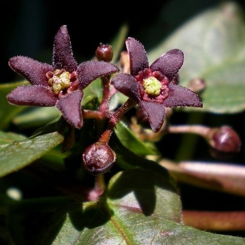 Black swallow-wort