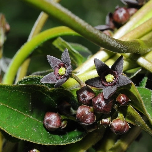 Black swallow-wort