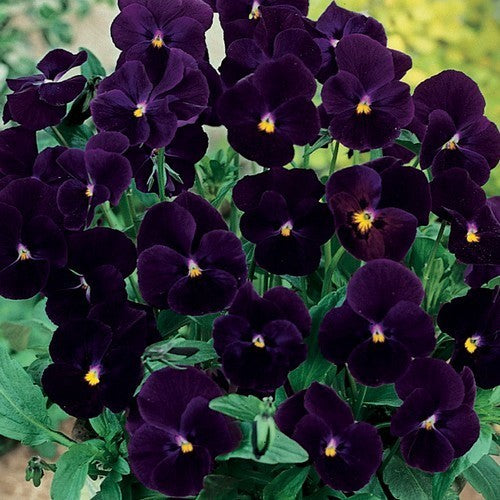 Viola x cornuta 'Black Delight' F1