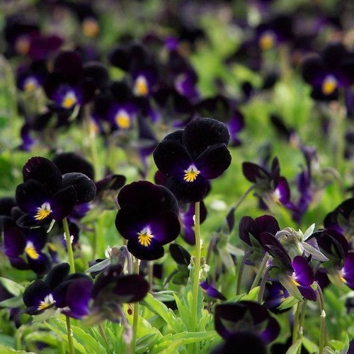 Viola x cornuta 'Black Delight' F1